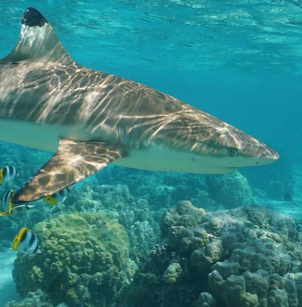 shark