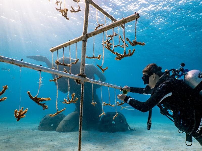 A diver tending a coral nursery frame on the reef