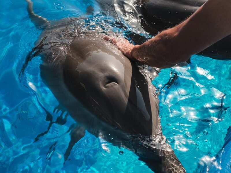 A dolphin surfacing beside a swimmer in clear blue water