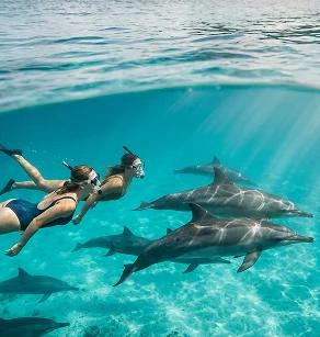 shark